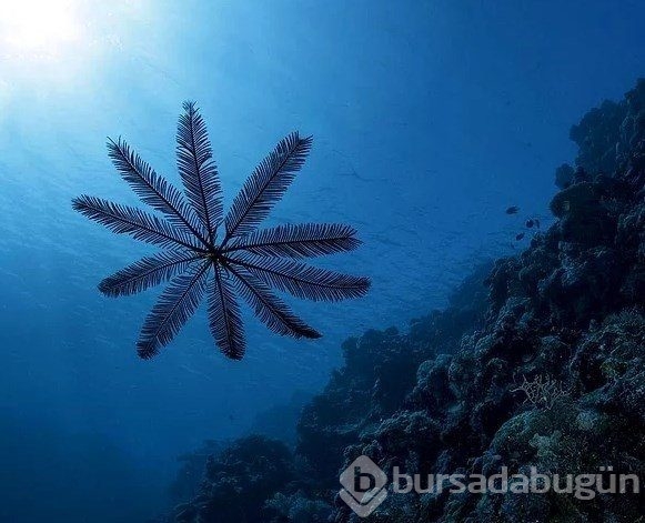 Bu hayvanı görünce çok şaşıracaksınız
