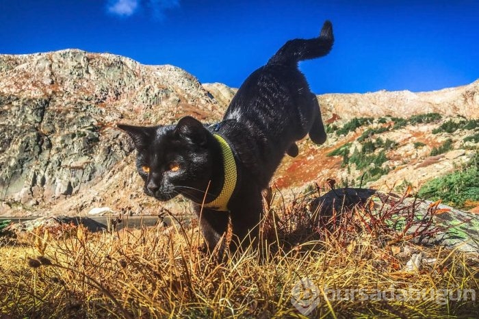 İnternetin yeni fenomeni: Maceracı kedi Simon
