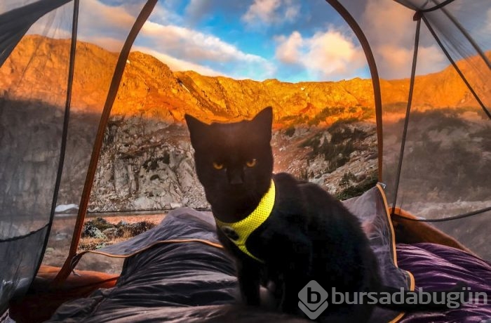 İnternetin yeni fenomeni: Maceracı kedi Simon

