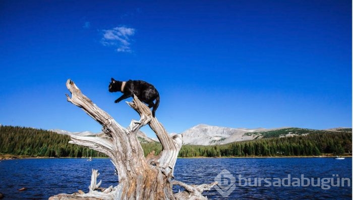 İnternetin yeni fenomeni: Maceracı kedi Simon
