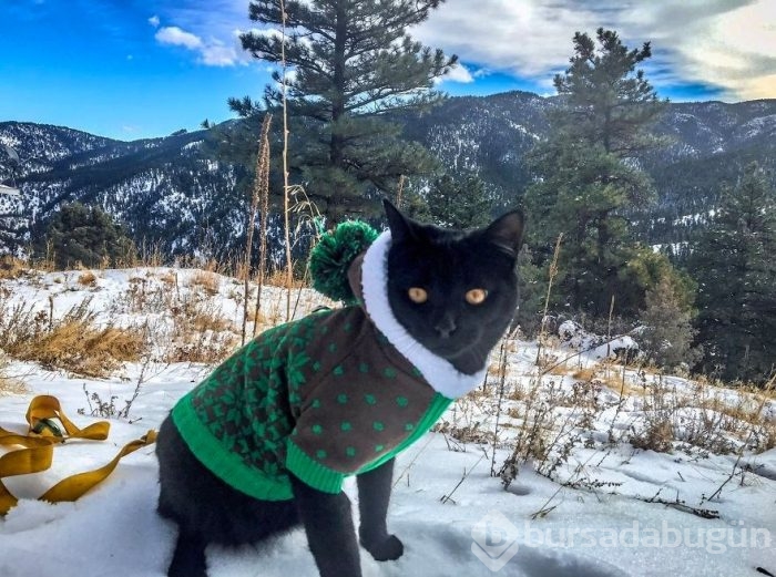 İnternetin yeni fenomeni: Maceracı kedi Simon
