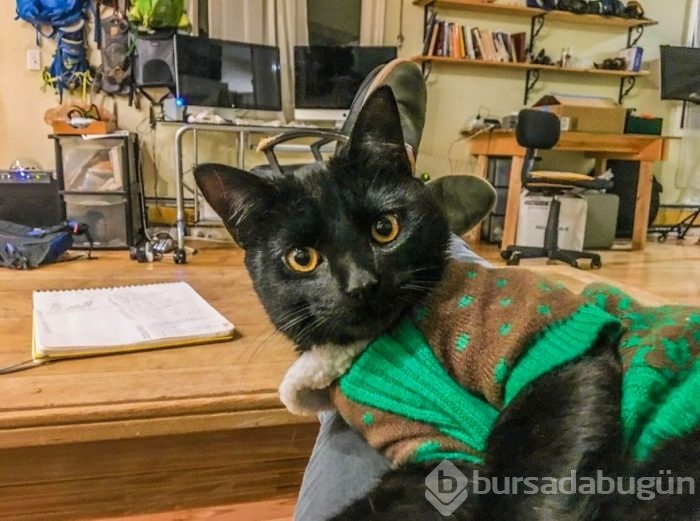 İnternetin yeni fenomeni: Maceracı kedi Simon
