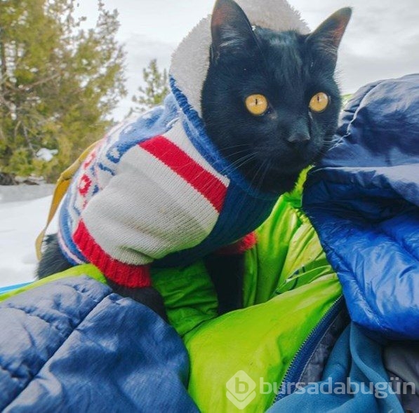 İnternetin yeni fenomeni: Maceracı kedi Simon
