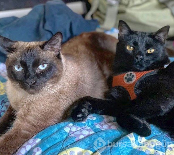 İnternetin yeni fenomeni: Maceracı kedi Simon
