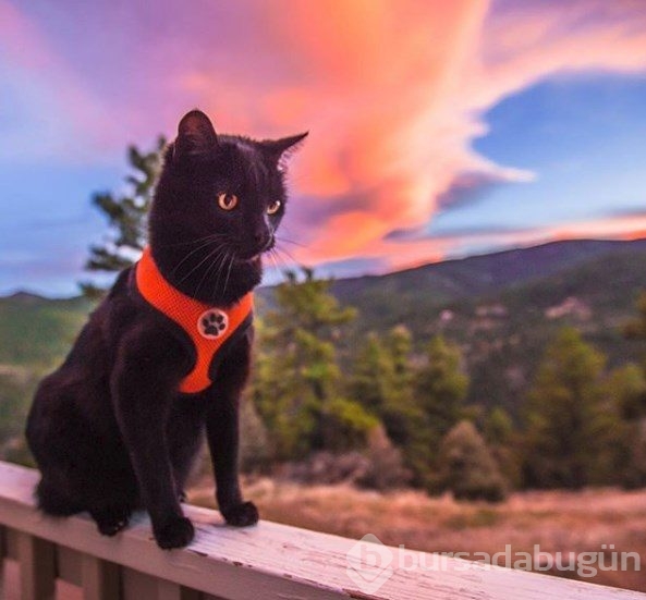 İnternetin yeni fenomeni: Maceracı kedi Simon
