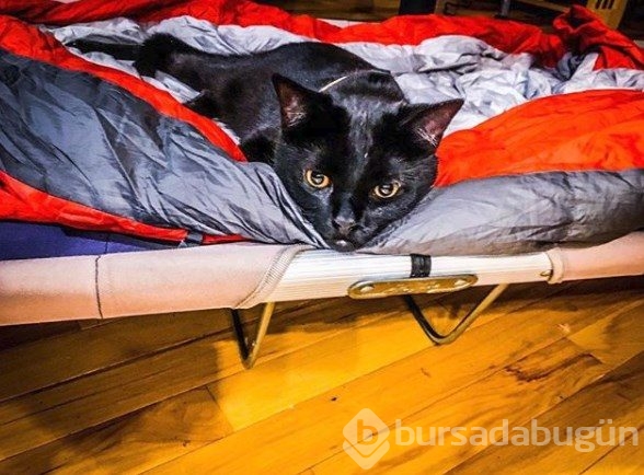 İnternetin yeni fenomeni: Maceracı kedi Simon
