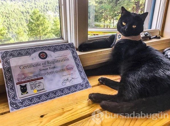 İnternetin yeni fenomeni: Maceracı kedi Simon
