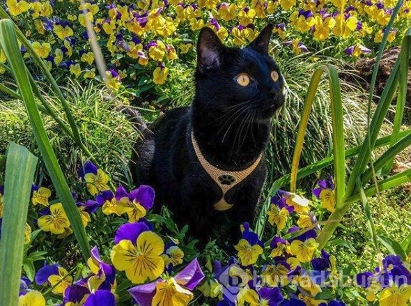 İnternetin yeni fenomeni: Maceracı kedi Simon
