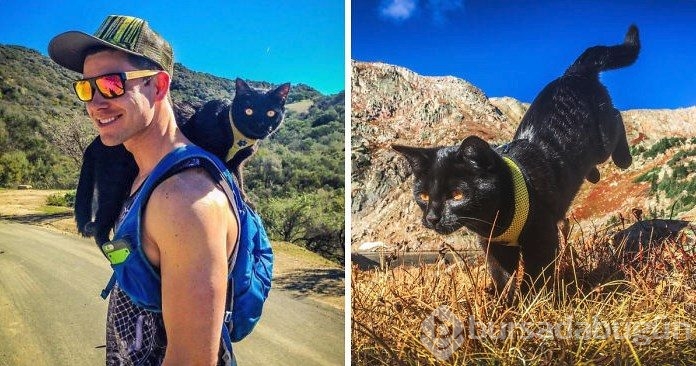 İnternetin yeni fenomeni: Maceracı kedi Simon

