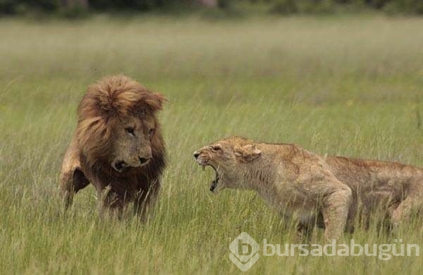 Vahşi doğada ürkütücü anlar