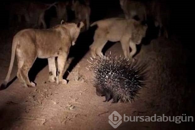 Vahşi doğada ürkütücü anlar