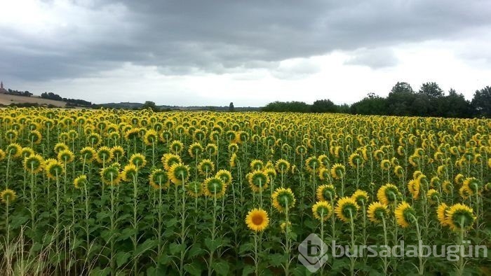 İlk bakışta kimse farkedemiyor! Photoshopsuz fotoğraflar