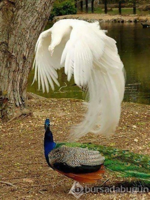 İlk bakışta kimse farkedemiyor! Photoshopsuz fotoğraflar