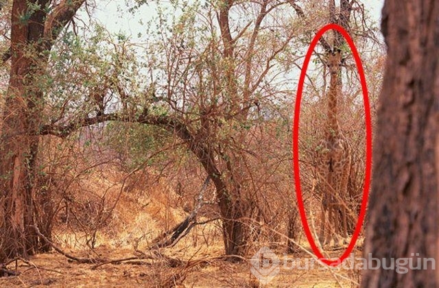 İlk bakışta kimse farkedemiyor! Photoshopsuz fotoğraflar