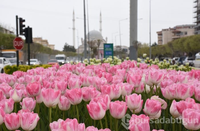 Bahar çiçekleri Bursa'yı sardı
