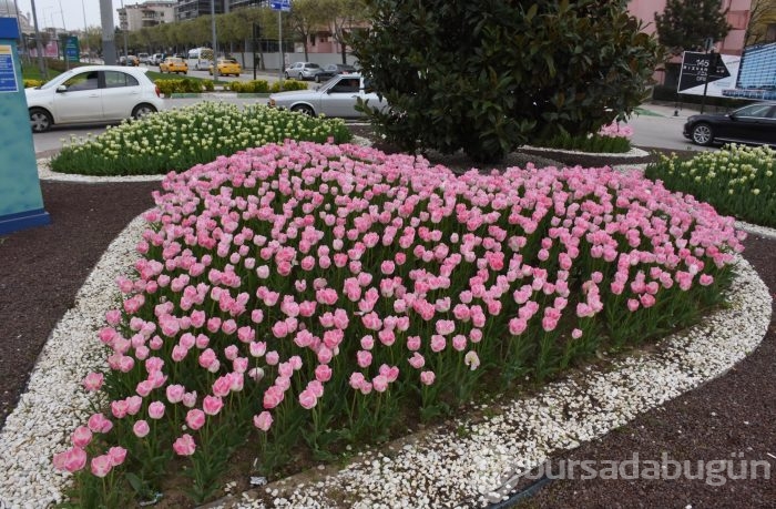 Bahar çiçekleri Bursa'yı sardı
