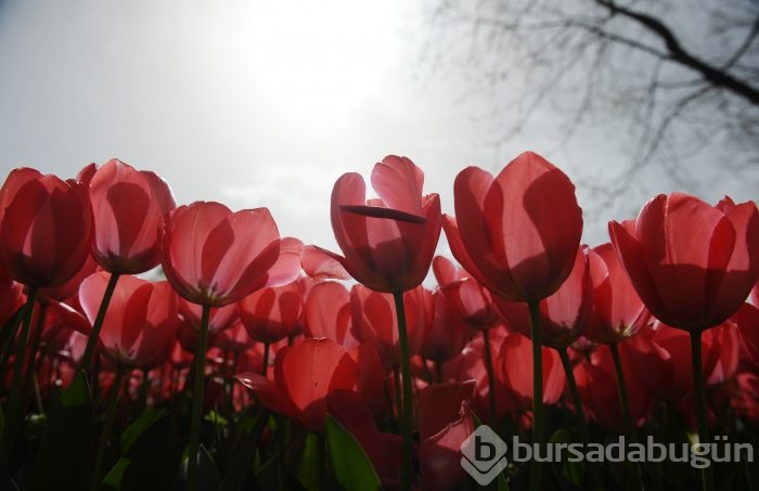 Bahar çiçekleri Bursa'yı sardı
