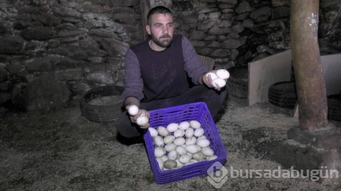 Evini satarak kaz çiftliği kurdu