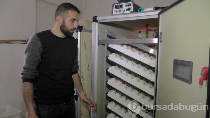 Evini satarak kaz çiftliği kurdu