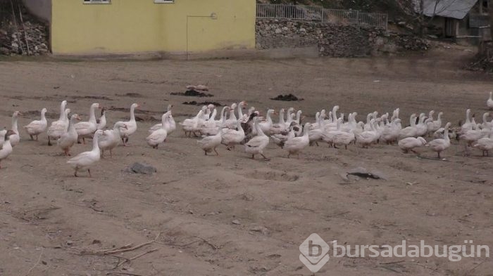 Evini satarak kaz çiftliği kurdu