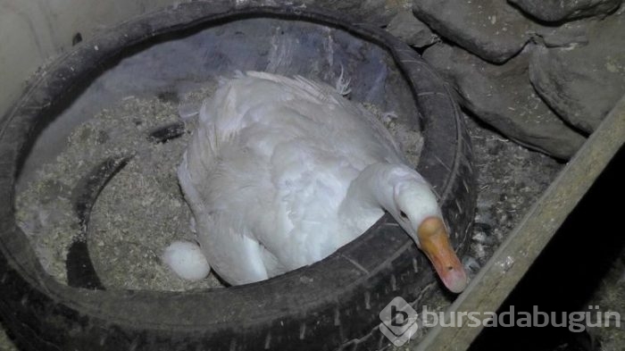 Evini satarak kaz çiftliği kurdu