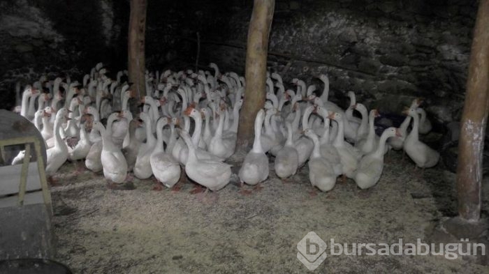 Evini satarak kaz çiftliği kurdu