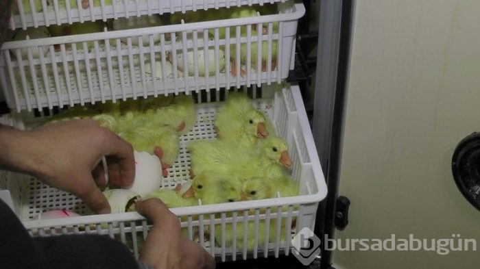 Evini satarak kaz çiftliği kurdu