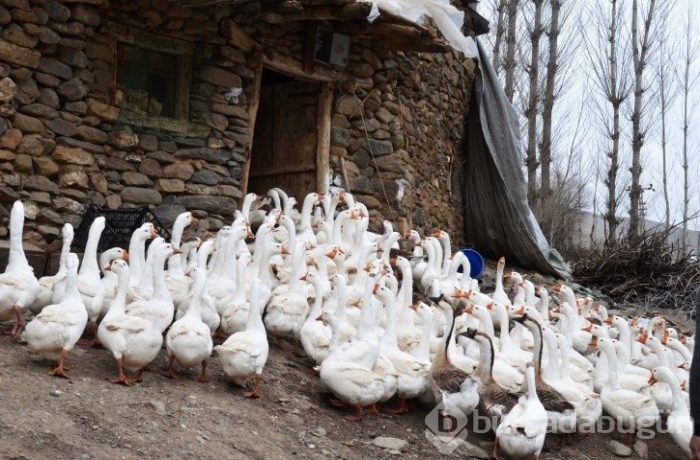 Evini satarak kaz çiftliği kurdu