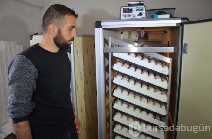 Evini satarak kaz çiftliği kurdu
