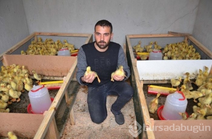 Evini satarak kaz çiftliği kurdu