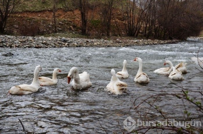 Evini satarak kaz çiftliği kurdu
