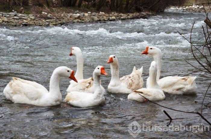 Evini satarak kaz çiftliği kurdu