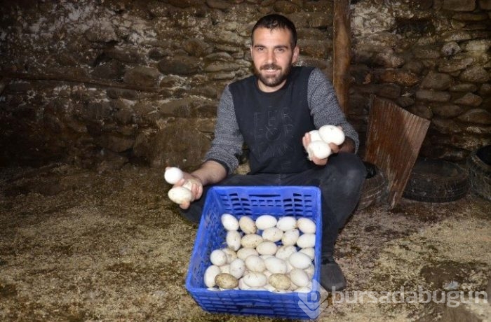 Evini satarak kaz çiftliği kurdu
