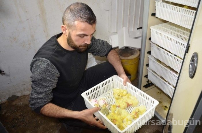 Evini satarak kaz çiftliği kurdu