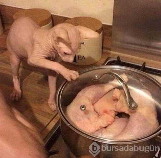 Günün en çok paylaşılan fotoğrafları
