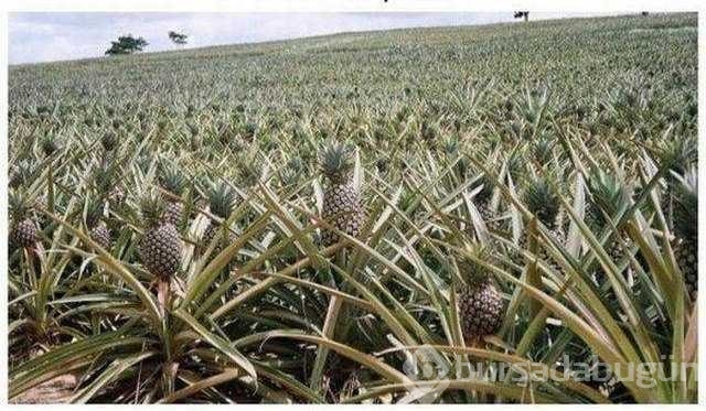 Dünyanın en ilginç bitkileri