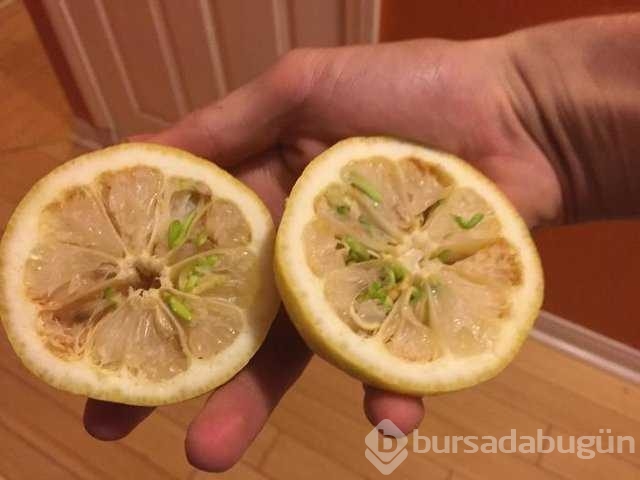 Dünyanın en ilginç bitkileri