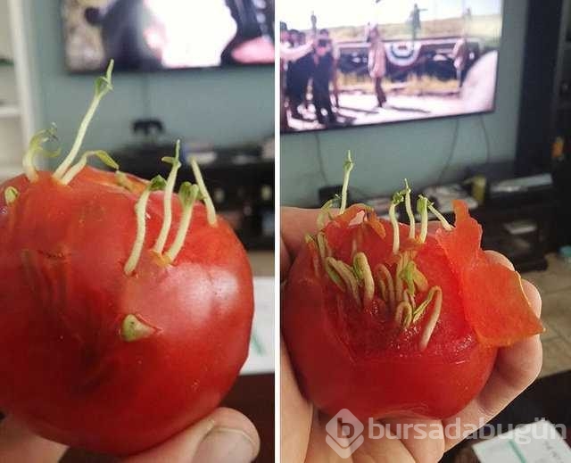 Dünyanın en ilginç bitkileri