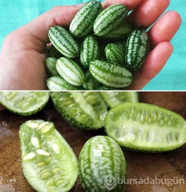 Dünyanın en ilginç bitkileri