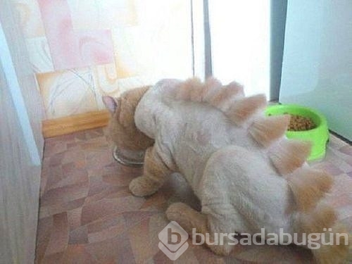 Bu kareler sadece Rusya'da var