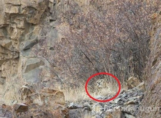 Fotoğraflara iyi bakın, ne görüyorsunuz?