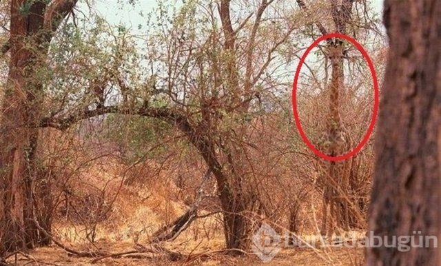 Fotoğraflara iyi bakın, ne görüyorsunuz?