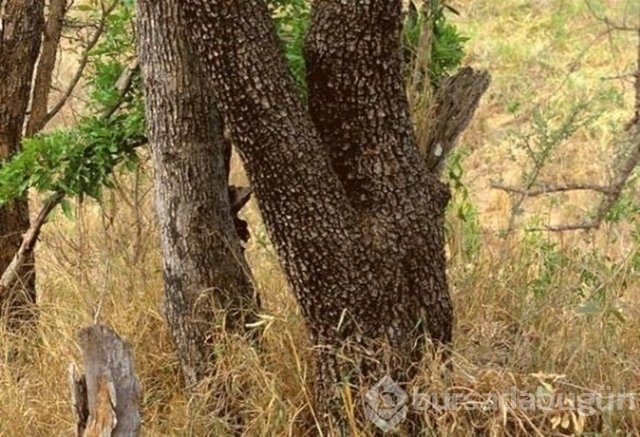 Fotoğraflara iyi bakın, ne görüyorsunuz?