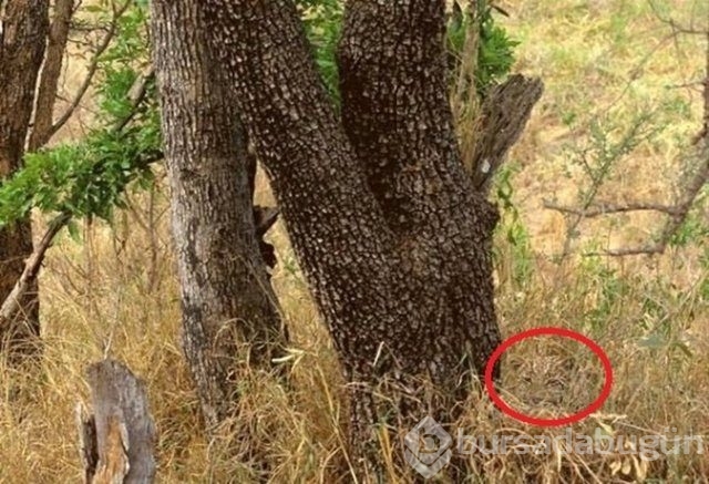 Fotoğraflara iyi bakın, ne görüyorsunuz?