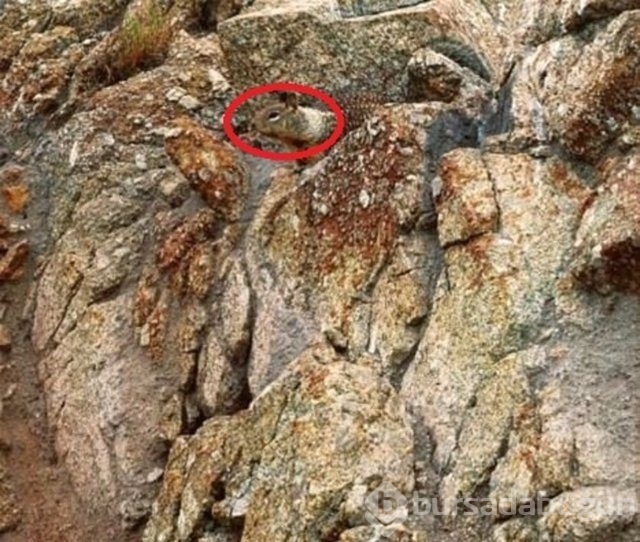Fotoğraflara iyi bakın, ne görüyorsunuz?