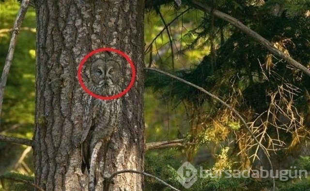 Fotoğraflara iyi bakın, ne görüyorsunuz?