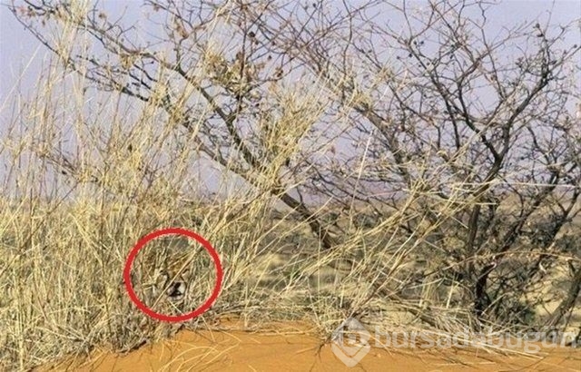 Fotoğraflara iyi bakın, ne görüyorsunuz?