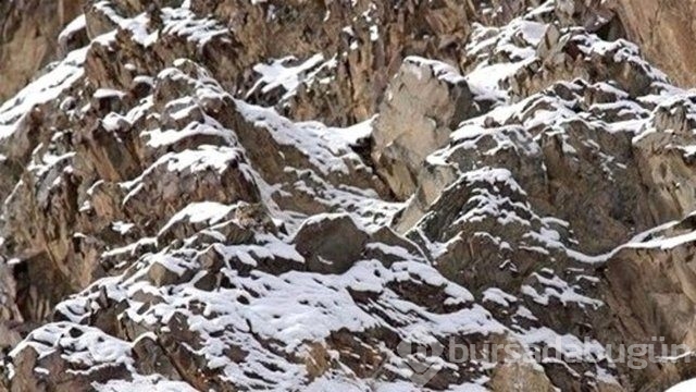Fotoğraflara iyi bakın, ne görüyorsunuz?