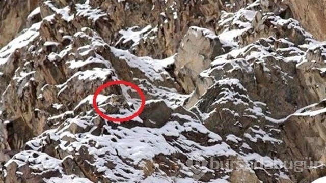 Fotoğraflara iyi bakın, ne görüyorsunuz?