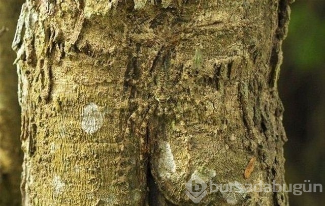 Fotoğraflara iyi bakın, ne görüyorsunuz?